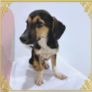 천사 애견 이미지