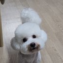 꽃내음나개 이미지