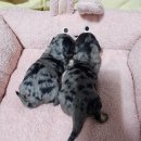 오픈주 하남스타필드점 이미지