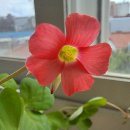 사랑초 포레스토아이 이미지