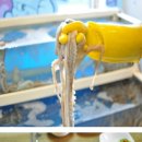 매콤한철판산낙지볶음 이미지