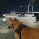 이바루트 이미지