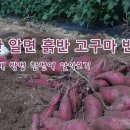 [많이 달리는 이유 있는 고구마 몰아보기]알면 흙 반 고구마 반 다수확 하는 재배방법 이미지