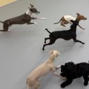 이웃집 멍 이미지