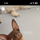 프롬몽쥬 이미지