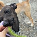 견생일기 이미지