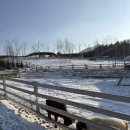 오두목장 | 남양주 북한강 가평 근교 드라이브 코스 추천 | 가평양떼목장 내돈내산 후기