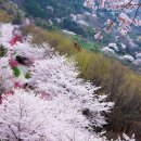 드림로드 Daum카페