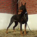 여주-0006 이미지