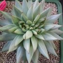 마리아 농장 이미지