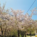 송화관 | 경남 사천 선진리성 맛집 송화관석쇠불고기 먹고 겹벚꽃 피크닉