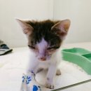 이든동물병원 이미지