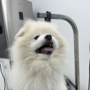 멍이발소 이미지