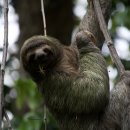 나무늘보 이미지