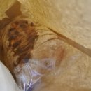 네스토(NESTO) 이미지