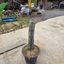 충주공용버스터미널(주) 이미지