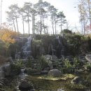 남산 산책로의 단풍 (2012. 11.20) 이미지