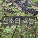 천식과 기침에 특효 산초 이미지