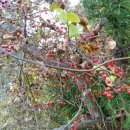 머체왓숲길영농조합 | 머체왓 숲길 2018아름다운숲에 선정