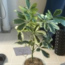 북유성대로(유성-28) | [임신일기] 27주 ~ 29주 임산부 일상 :: 대전서울여성병원 입체초음파, 남해 여행