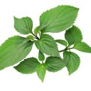 진로체험 아로마테라피스트 이미지