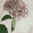 반송동114 이미지