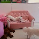 바우와우 이미지