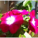 시흥대교 이미지