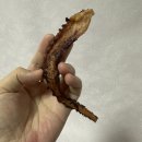찡보네징어 이미지