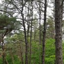 대평경로당 | [석가탄신일 마곡사] - 충남 공주시 정안휴게소, 무성산임도, 마곡사, 공주북카페, 유구천뚝방길...