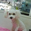 복슬 강아지미용실 이미지
