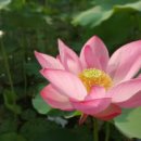 연꽃반점 - 상주시 비재로 1302 | 연꽃반점