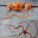 Brittle Star 2 이미지