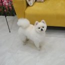 도그룸 (DO GROOM) 이미지