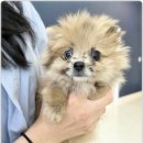 수원강아지분양 드림독안심분양센터에서 만난 귀여운 강아지와 고양이 성격 차이 체험