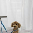 이쁜멍멍 이미지