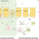 Re:Properties of Gluten Intolerance: Gluten Structure, Evolution, Pathogenicity and Detoxification Capabilities 이미지