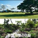 2월 제주도 가볼만한곳 10곳 여행지✔ 『카멜리아힐』 이미지