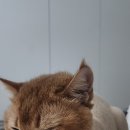 고양이이발관(부천신중동점) 이미지