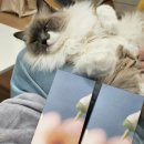 마린워시 | 그랑핸드 핸드워시 | 마린오키드·수지살몬 내돈내산, 집들이선물 추천(리프홈 비추)