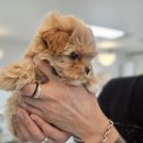 냥만스럽개 이미지