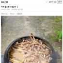 직원 8명 ㅈ소에서 회식했다는 디시인 이미지