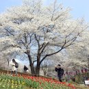 안산벚꽃음악회 이미지