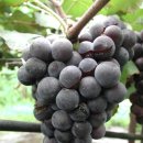 치명농장 이미지