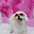 멍이의 품격 이미지