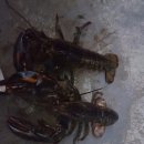 연곡낚시터 | [랍스터 낚시] 연곡 바다 낚시터 리얼 후기!