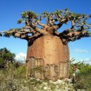 바오밥나무 이미지