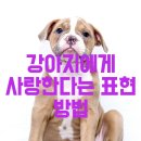 강아지 사랑 이미지