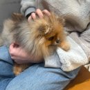 펫블리강아지&미라클고양이 | 광주 강아지카페 ‘라이크펫’ | 광주 아이랑 가볼만한 곳, 강아지 없이 애견카페, 광주 애견카페 추천