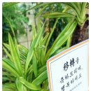 유카센타 이미지